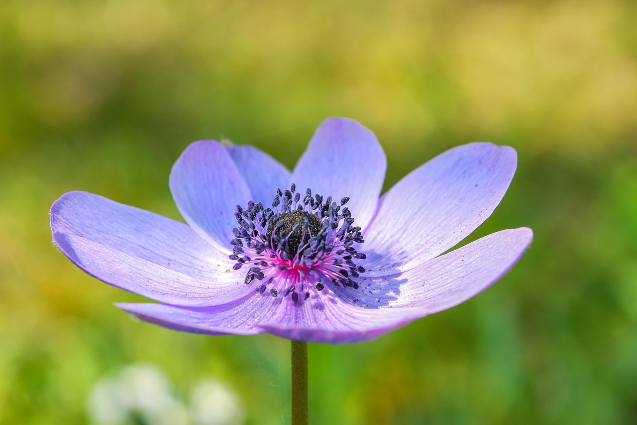 Nature - free online jigsaw puzzle photo