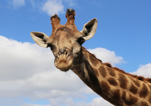 Giraffe, Himmel, Nacken
