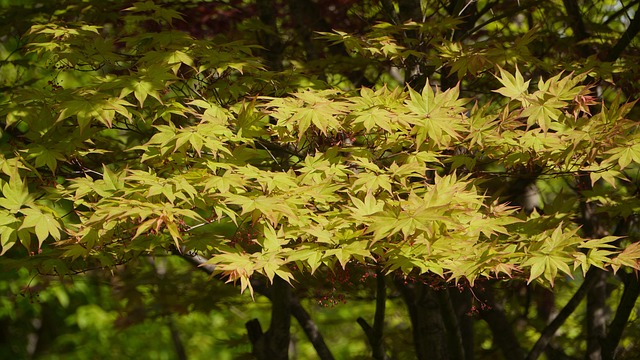 Blad, Træ, Natur, Ahorntræ, Landskab