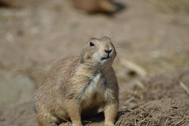 Free Animal Life Nature photo and picture