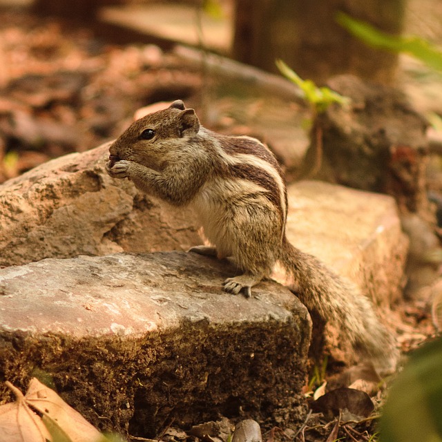 Free Wildlife Nature photo and picture