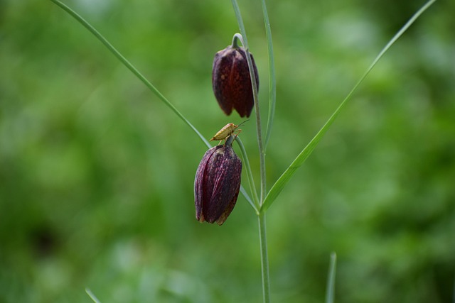 Free Tulip Motley Fritillaria Meleagris photo and picture