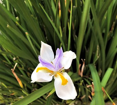 Free Flower Flora photo and picture