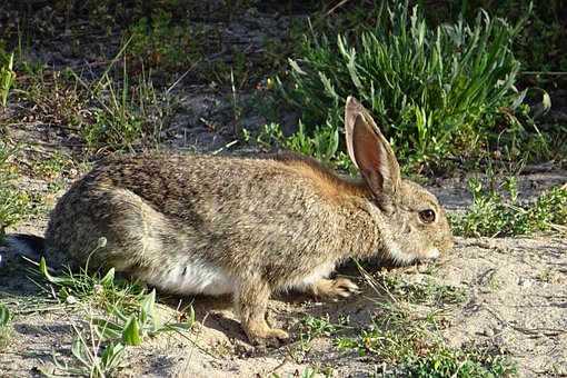 Free Nature Animalia photo and picture