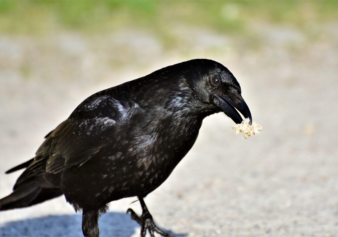 カラス ワタリガラス 鳥 - Pixabayの無料写真 - Pixabay