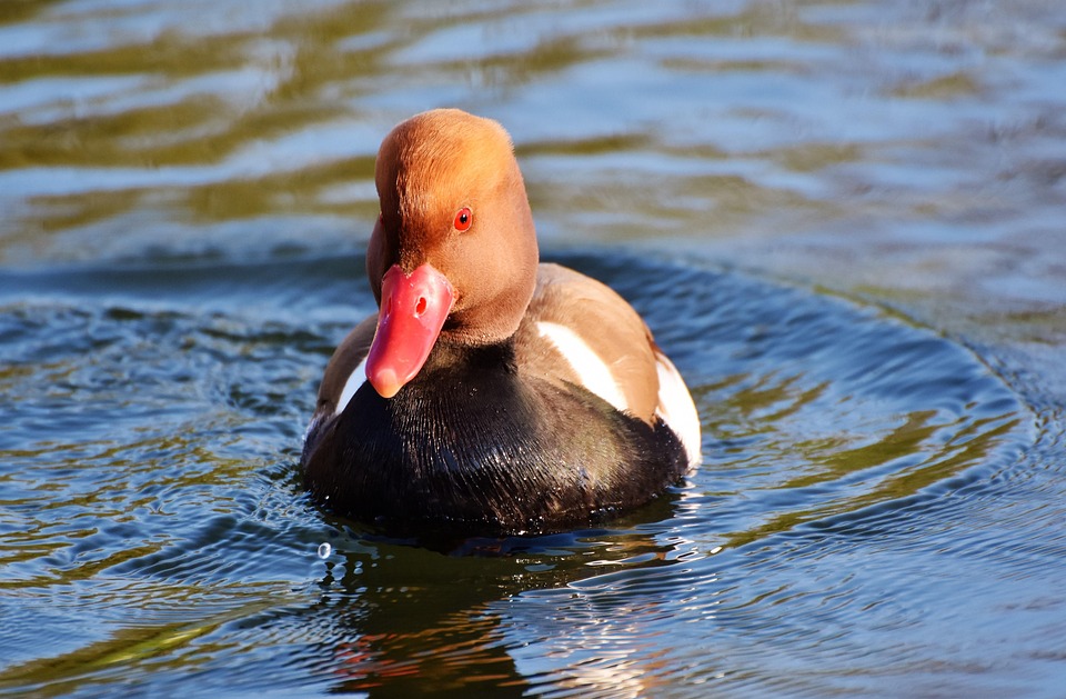 Fistione Turco Anatra Acqua Foto Gratis Su Pixabay