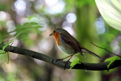 Free Robin Songbird photo and picture