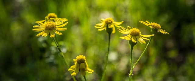 Free Nature Flower photo and picture
