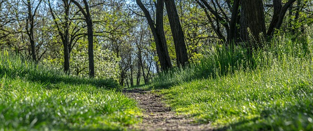 Free Nature Path photo and picture
