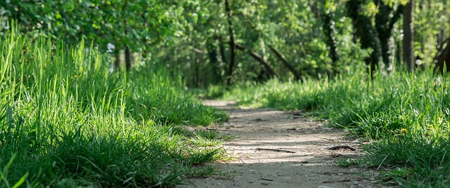 Free Nature Path photo and picture