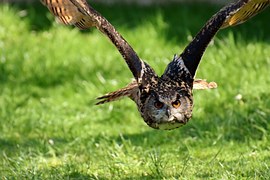Owl, Bird, Feather, Eagle Owl