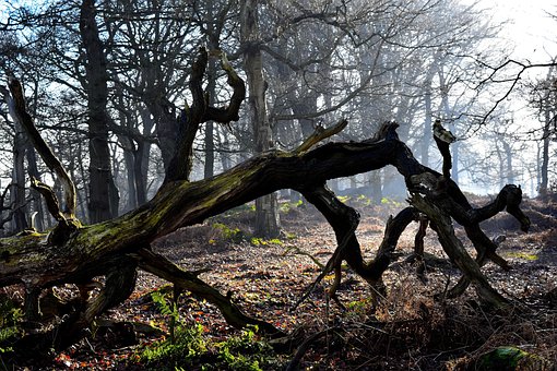 Baum, Holz, Natur, Zweig, Landschaft