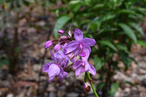 Blume, Die Natur, Blumen Hintergrund