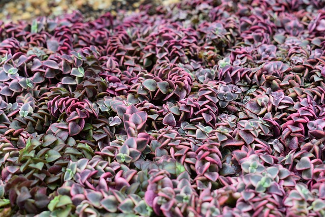 Free Nature Sheet photo and picture