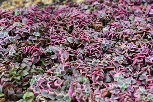 Die Natur, Blatt, Pflanze, Agrofirma