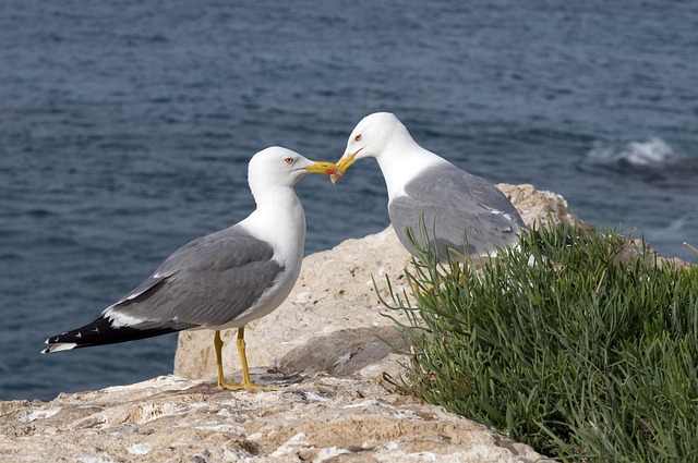 Möwen, Meer, Natur, Wasser, Vogel