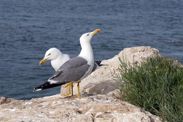 Möwen, Felsen, Ozean, Meer, Wasser