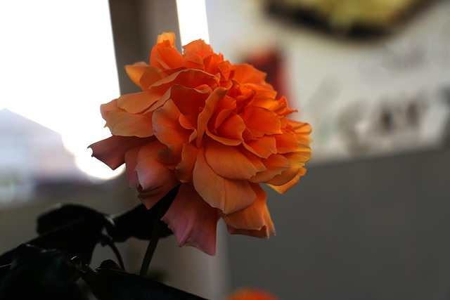 Free Nature Flower photo and picture