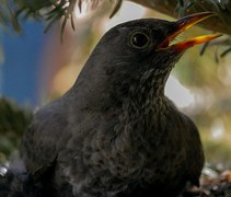 Burung Biru Bayangan Hitam · Gambar vektor gratis di Pixabay