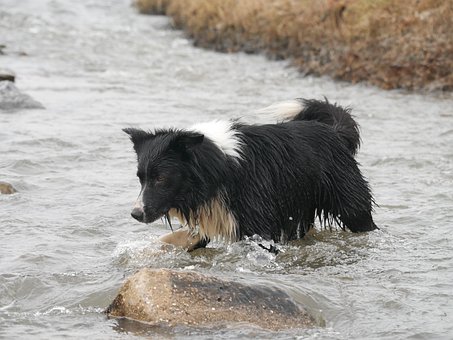 Vand, Pattedyr, Udendørs, Natur, Dyr