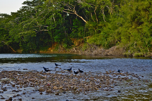 Rio Pássaros Animais Selvagens Ao - Foto gratuita no Pixabay - Pixabay