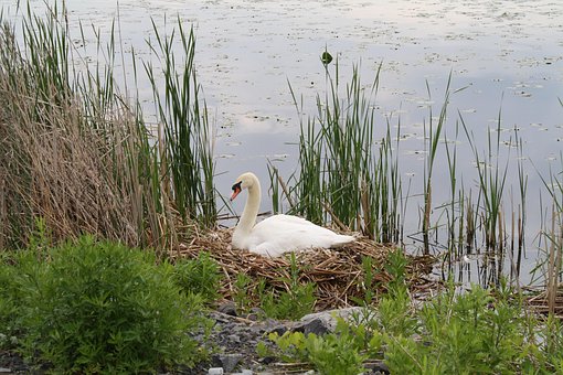 Wasser, Natur, See, Vogel, Schwan, Teich