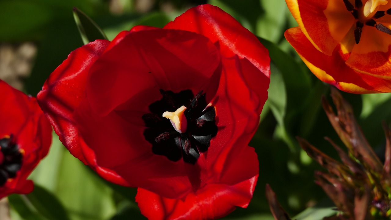 Nature - free online jigsaw puzzle photo