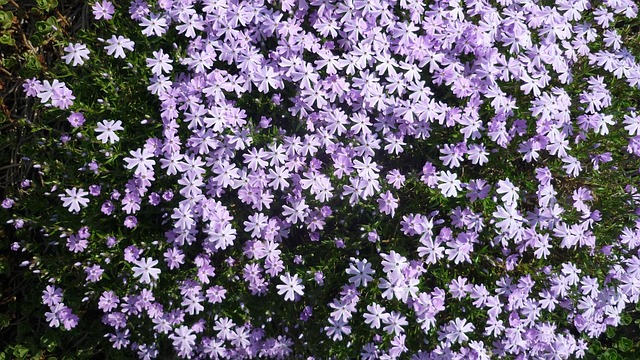 Free Flower Cushion Rock Garden Plant photo and picture