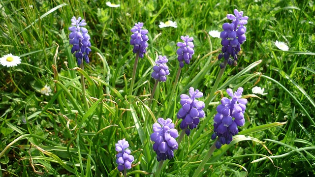 Free Grape Hyacinths Flower photo and picture