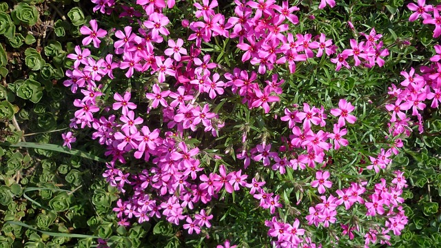 Free Flower Cushion Pink photo and picture