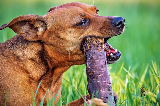 Free Animal Dog photo and picture