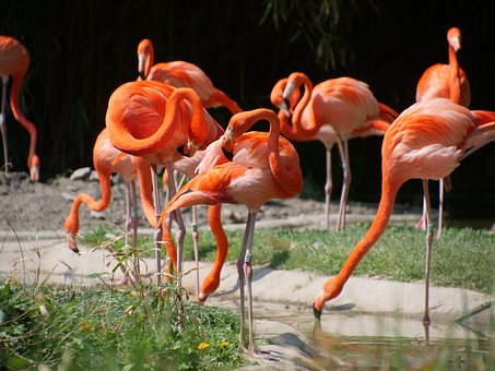 Naturaleza, Flamenco, Flamencos Rojos