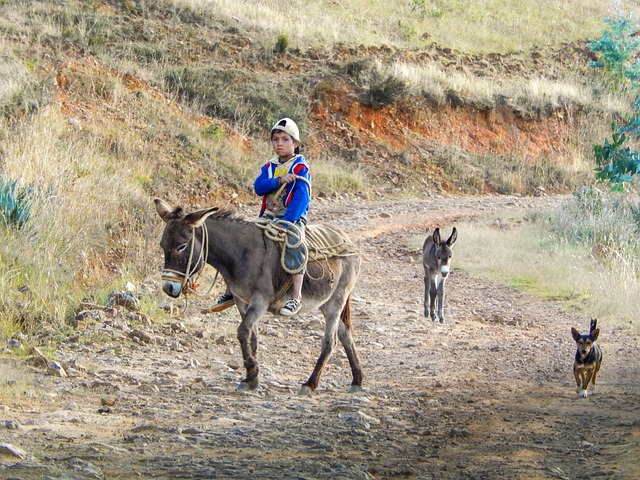 Handling Energi, Pattedyr, Natur