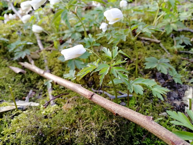 Free Nature Plant photo and picture
