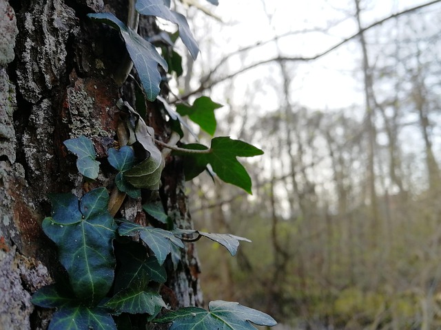 Free Tree Nature photo and picture
