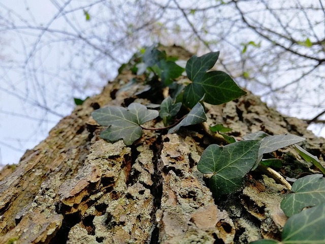 Free Tree Nature photo and picture