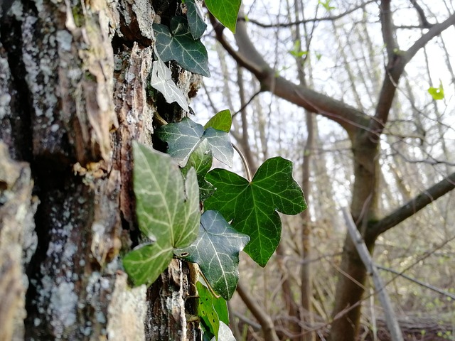 Free Tree Leaf photo and picture