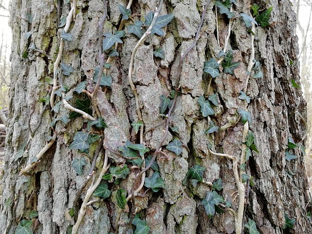 Free Tree Bark photo and picture