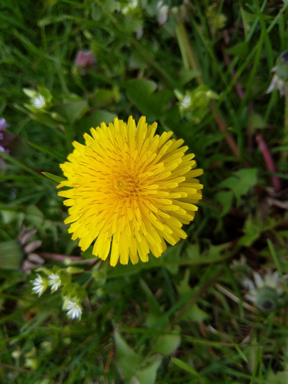 Sitemapcdatahttpmobecellcare1comphoto De Profil Nature Fleurnull