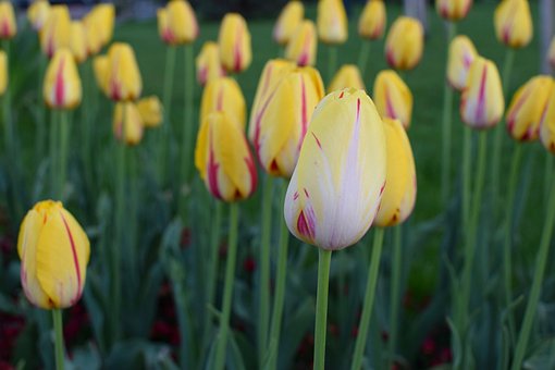 Free Flower Nature photo and picture