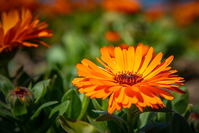 Free Flower Beautiful Flowers photo and picture