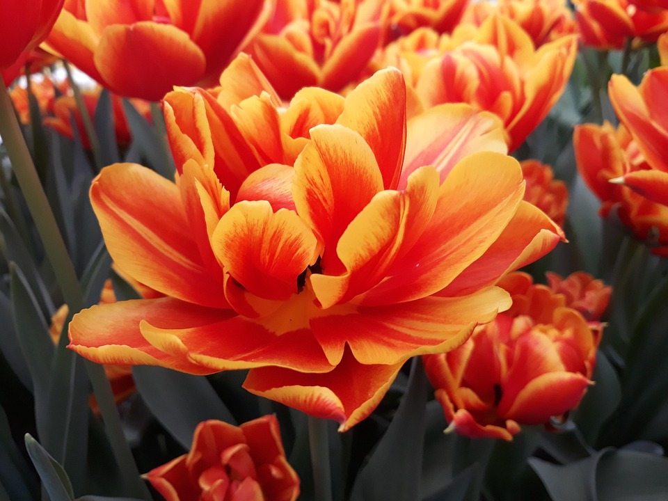 Blomst anlegg naturen · gratis foto på pixabay Stueblomster