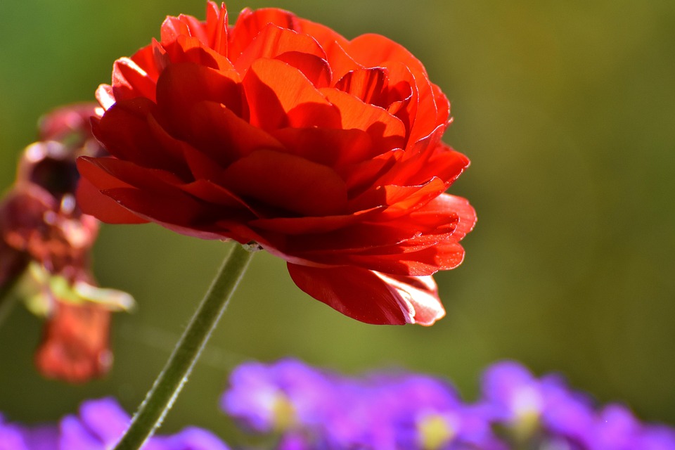 Ranunculus Flower Free photo on Pixabay Pixabay