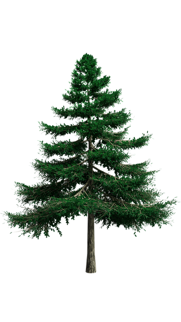 Árbol, Verde, Aislado, Naturaleza