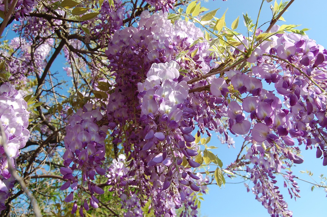 Flower Tree Branch Free photo on Pixabay Pixabay