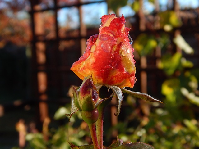 Free Nature Flower photo and picture