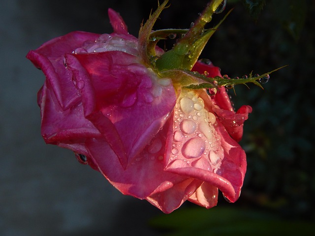 Free Flower Nature photo and picture