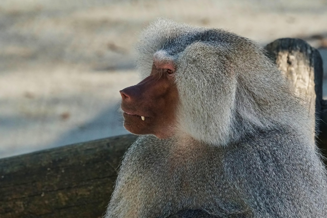 Mammal Wildlife Animal - Free photo on Pixabay - Pixabay