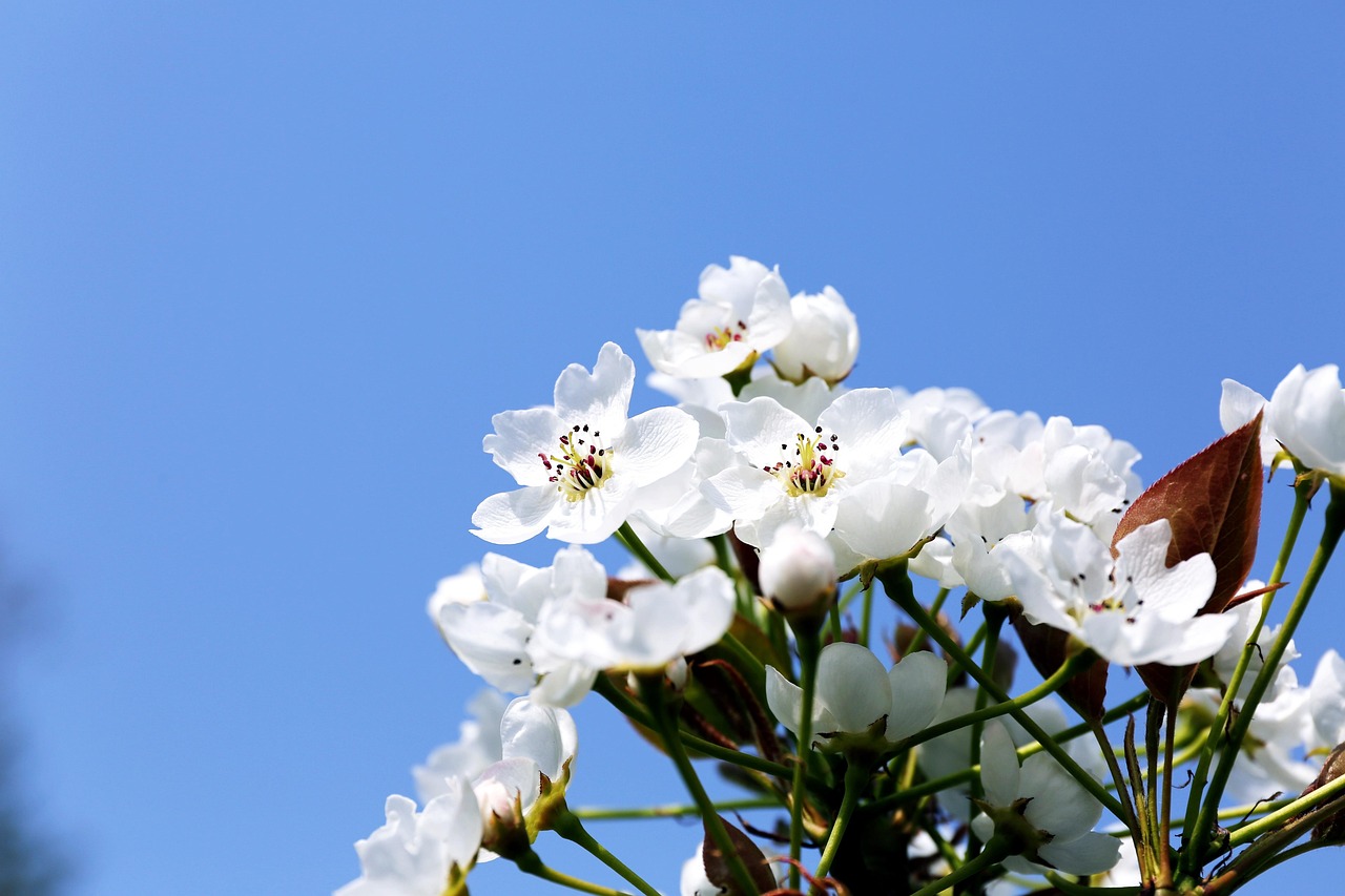 100 + 무료 배꽃 & 자연 이미지 - Pixabay