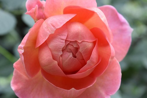 Blume, Rose, Blumen Hintergrund